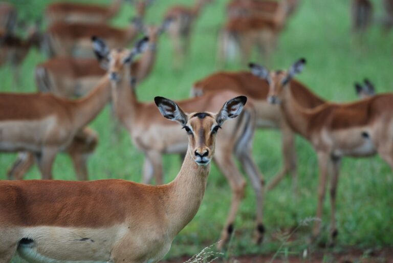 Elefantes e vida selvagem no Parque Nacional da Gorongosa em Mocambique
