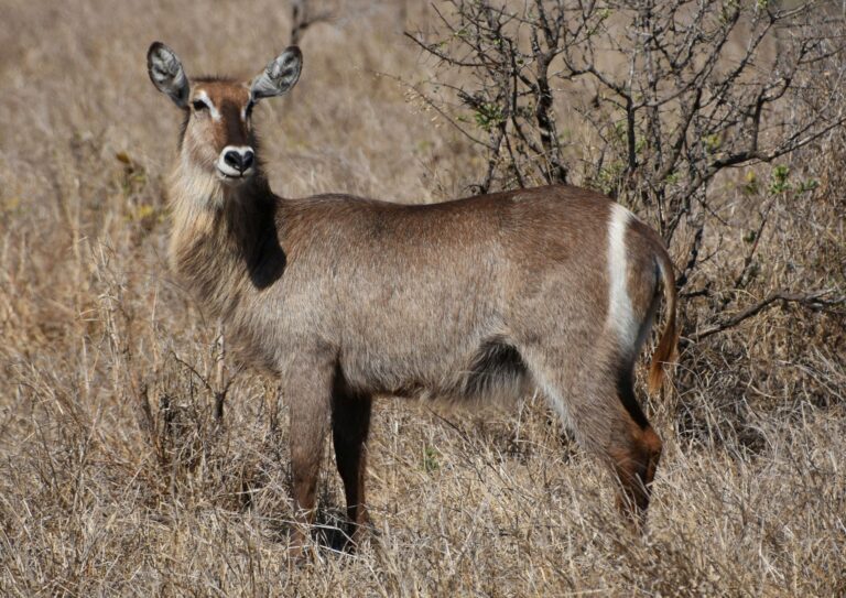 Guia armado e turistas em safari a pe no Parque Nacional da Gorongosa em Mocambique