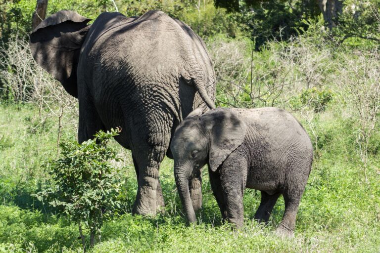 Guia experiente liderando um safari a pé no Parque Nacional da Gorongosa em Moçambique