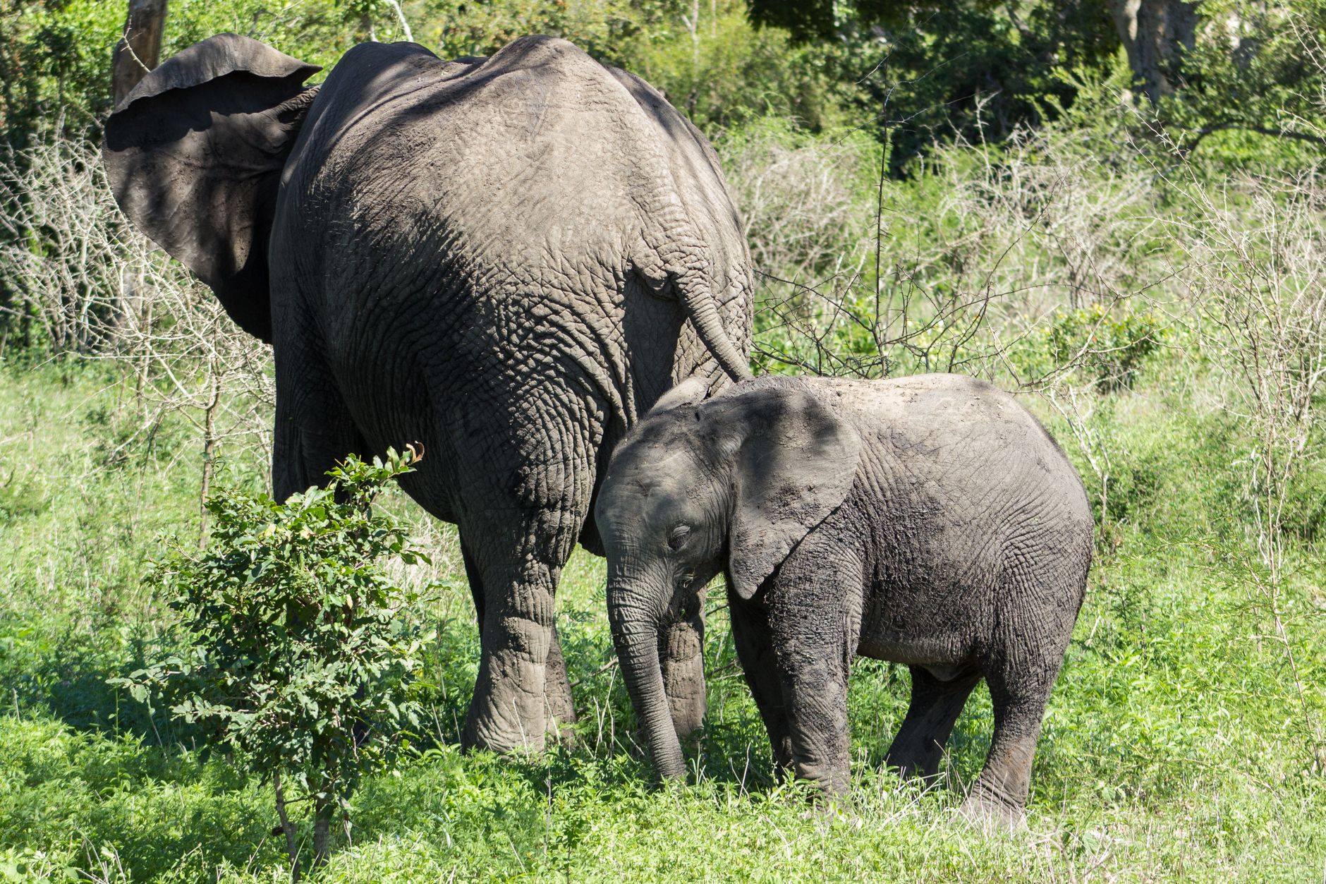 Guia experiente liderando um safari a pé no Parque Nacional da Gorongosa em Moçambique