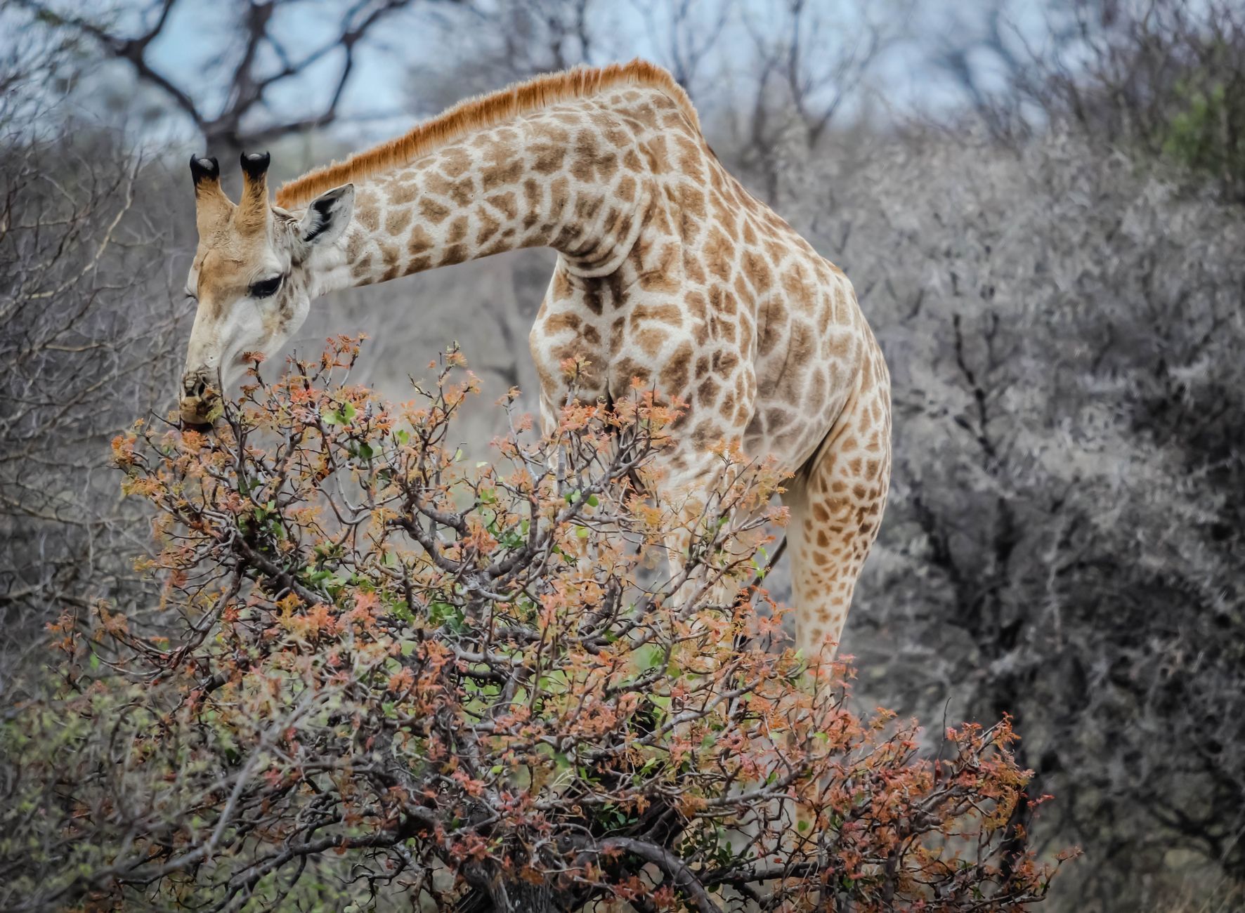 Paisagem natural e vida selvagem no Parque Nacional do Limpopo em Mocambique