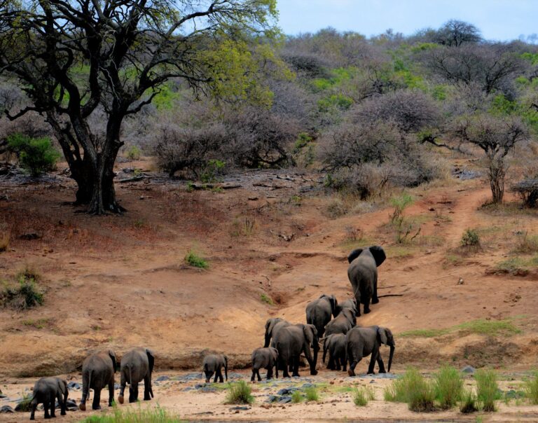 Elefantes no Parque Nacional do Limpopo em Mocambique