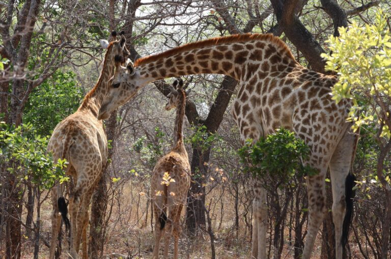 Paisagem de savana e vida selvagem no Parque Nacional do Limpopo em Mocambique