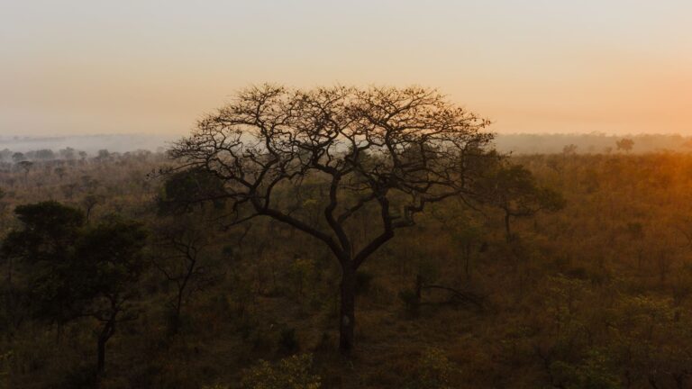 Vista panoramica da savana e vida selvagem no Parque Nacional do Limpopo em Mocambique