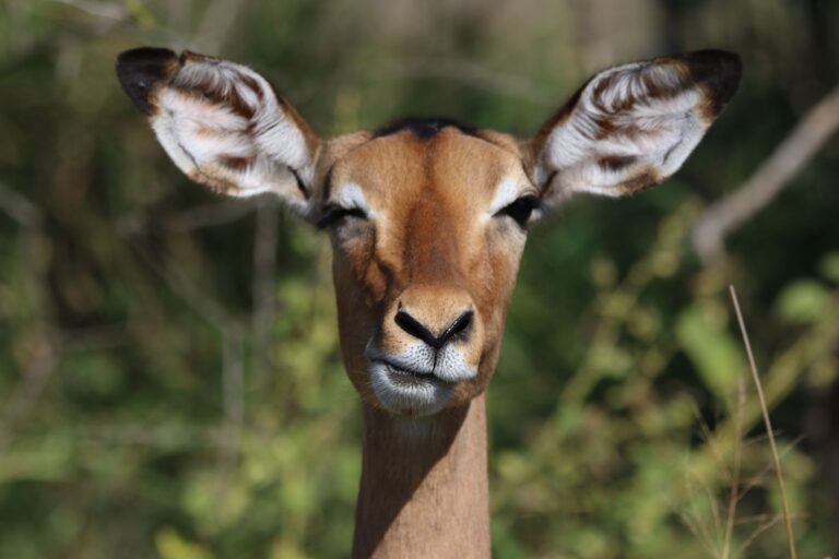 Paisagem de savana e observacao de animais no Parque Nacional do Limpopo em Mocambique