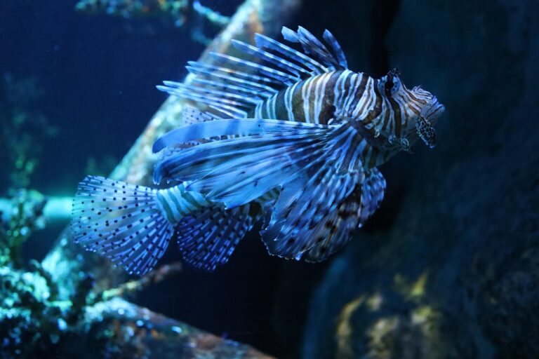 Mergulhador a explorar os recifes de coral na costa de Mocambique