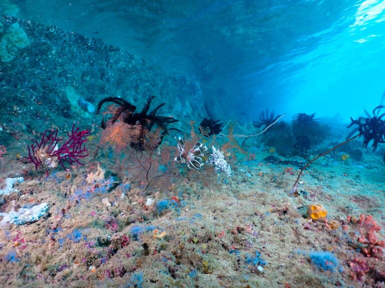 Mergulhador explorando recife de coral cristalino na costa de Moçambique
