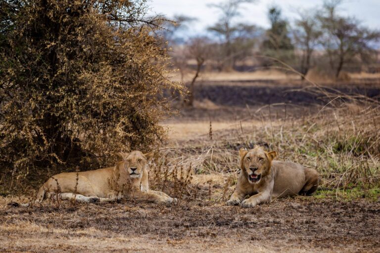 Paisagem natural protegida no Parque Nacional da Gorongosa em Moçambique