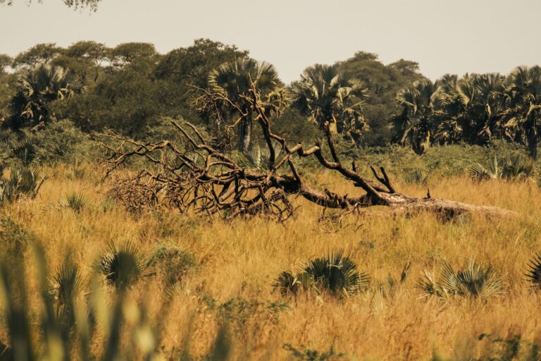Paisagem natural e rica biodiversidade do Parque Nacional da Gorongosa em Moçambique
