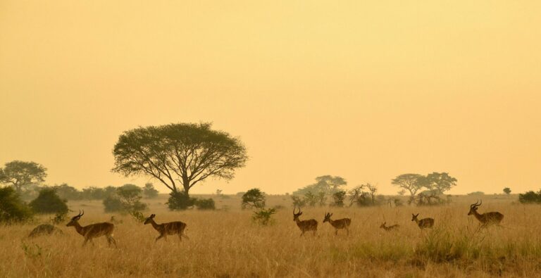 Elefantes no Parque Nacional da Gorongosa em Mocambique