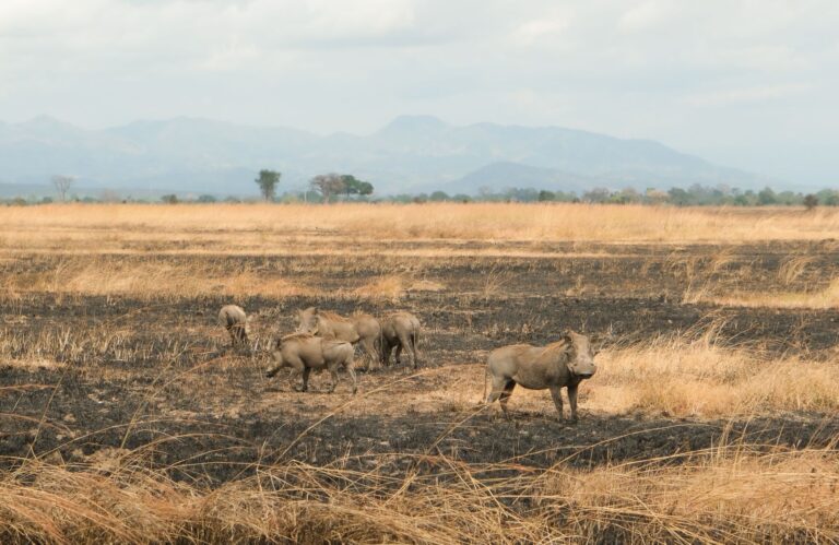 Paisagem deslumbrante do Parque Nacional da Gorongosa com a serra ao fundo em Mocambique