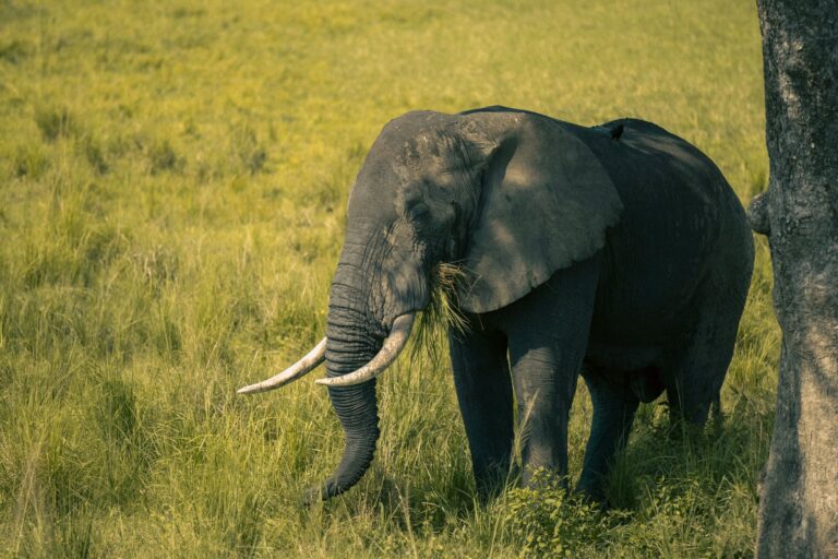 Paisagem natural protegida em Moçambique com vegetação autóctone e horizonte