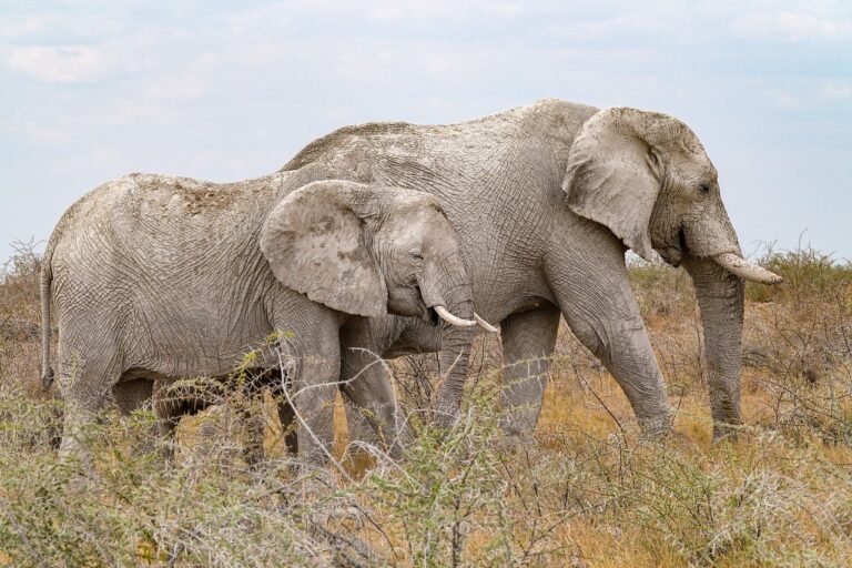 Elefantes e vida selvagem no Parque Nacional da Gorongosa em Moçambique
