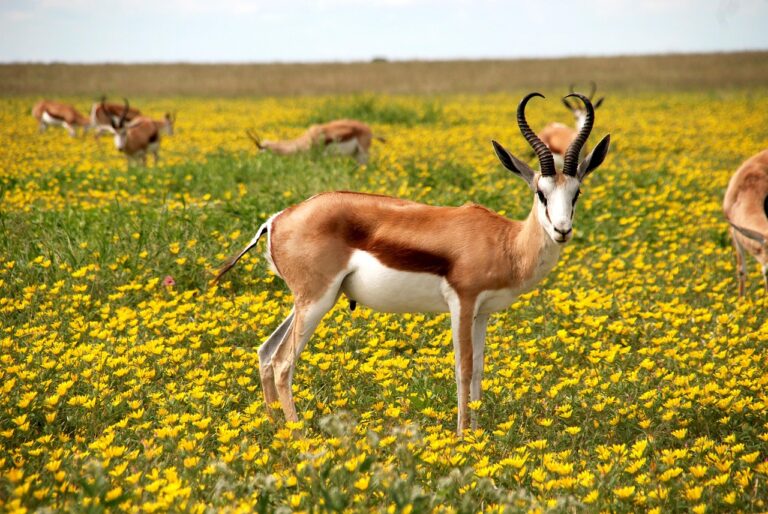Paisagem natural deslumbrante no Parque Nacional da Gorongosa em Moçambique