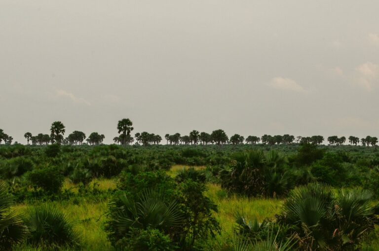 Vista panorâmica da planície e savana do Parque Nacional da Gorongosa em Moçambique