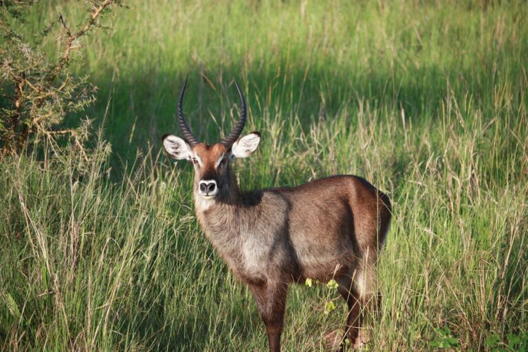 Paisagem natural do Parque Nacional da Gorongosa em Mocambique com vegetacao verde e rica biodiversidade
