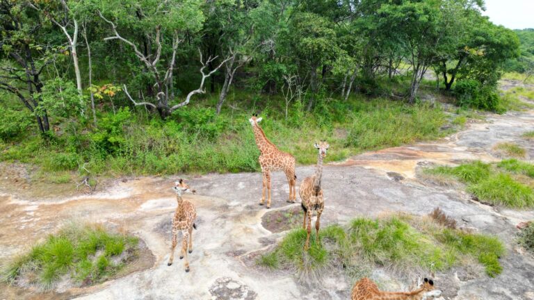 Paisagem natural do Parque Nacional da Gorongosa em Mocambique