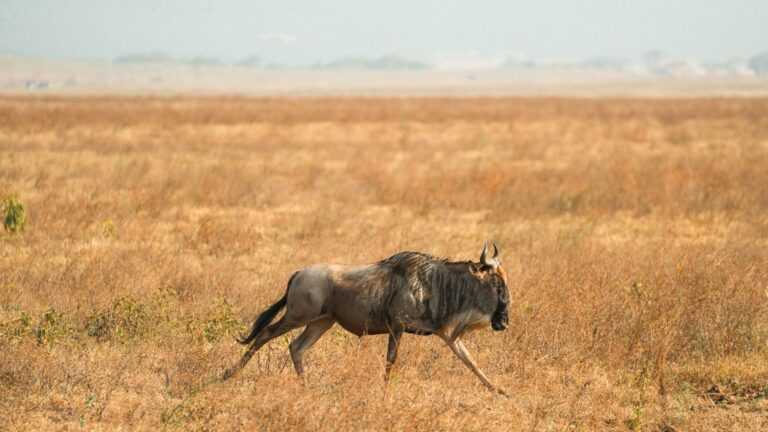 Guia experiente liderando um safari a pé no Parque Nacional da Gorongosa em Moçambique