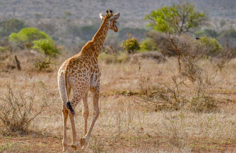 Guia turistico a liderar um safari a pe no Parque Nacional da Gorongosa em Mocambique