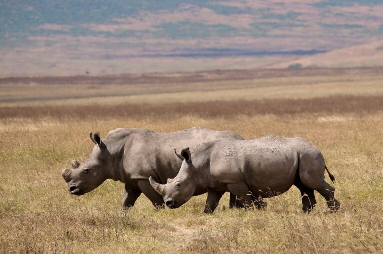 Guia e turistas a realizar um safari a pe no Parque Nacional da Gorongosa em Mocambique