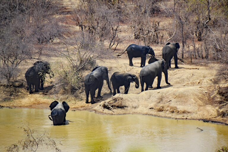 Guia e turistas a fazer um safari a pé no Parque Nacional da Gorongosa em Moçambique