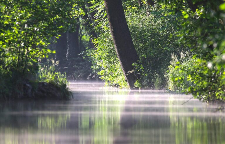 Elefantes na Reserva Especial de Maputo em Moçambique