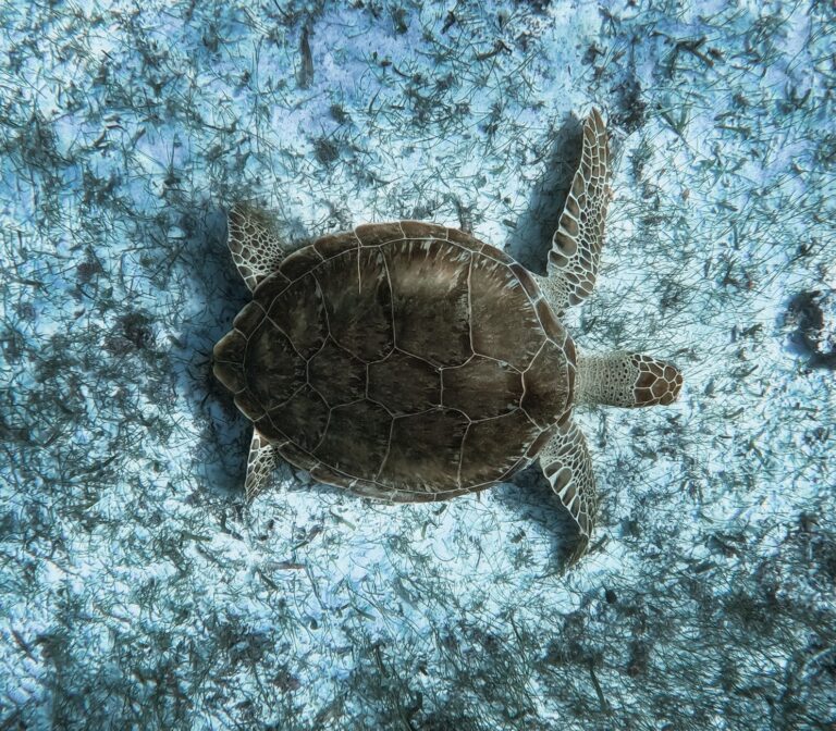 Projeto de conservação marinha e recifes de coral na costa de Moçambique