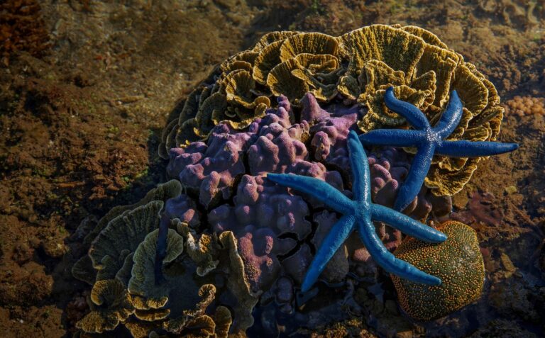 Mergulhador a explorar os recifes de coral na costa de Mocambique