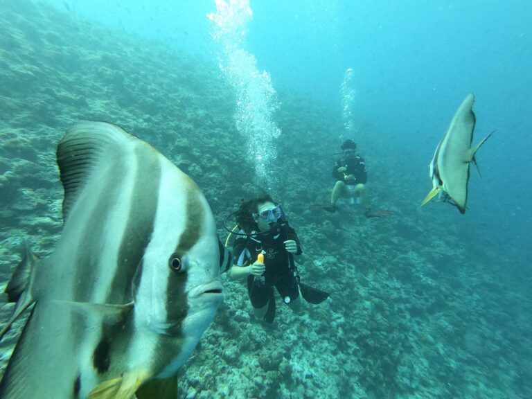 Mergulhador a explorar os recifes de coral na costa de Mocambique com rica vida marinha